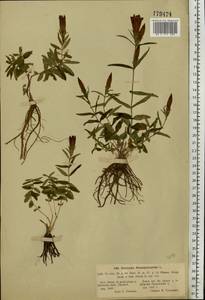 Gentiana pneumonanthe L., Eastern Europe, North-Western region (E2) (Russia)