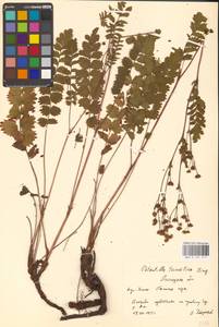 Potentilla pimpinelloides L., Eastern Europe, Central forest-and-steppe region (E6) (Russia)