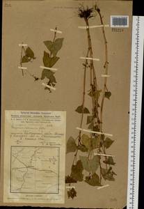 Fagopyrum tataricum (L.) Gaertn., Siberia, Western Siberia (S1) (Russia)