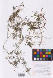 Ranunculus circinatus Sibth., Eastern Europe, Central region (E4) (Russia)