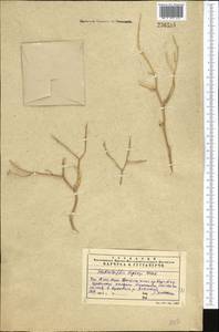 Lepidium lipskyi (N.Busch) Al-Shehbaz & Mummenhoff, Middle Asia, Western Tian Shan & Karatau (M3) (Kazakhstan)
