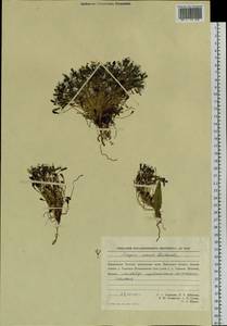 Askellia pygmaea (Ledeb.) Sennikov, Siberia, Chukotka & Kamchatka (S7) (Russia)