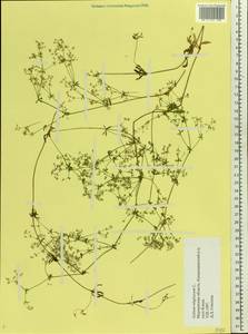 Galium uliginosum L., Eastern Europe, Northern region (E1) (Russia)