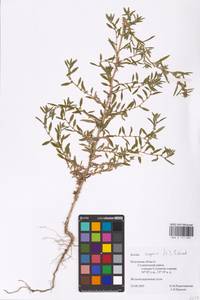 Bassia scoparia (L.) Beck, Eastern Europe, Central region (E4) (Russia)