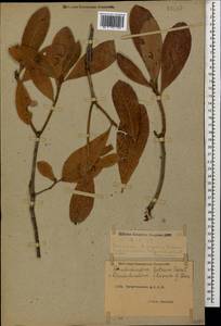 Rhododendron luteum Sweet, Caucasus, Dagestan (K2) (Russia)