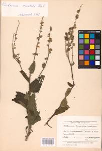 MHA 0 159 025, Verbascum chaixii Vill., Eastern Europe, Middle Volga region (E8) (Russia)