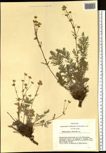Potentilla sericea L., Siberia, Altai & Sayany Mountains (S2) (Russia)