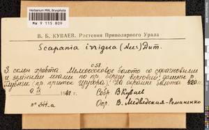 Scapania irrigua (Nees) Nees, Bryophytes, Bryophytes - European North East (B7) (Russia)