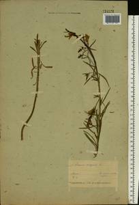 Linaria vulgaris Mill., Eastern Europe, Belarus (E3a) (Belarus)