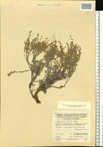 Artemisia incana (L.) Druce, Eastern Europe, Lower Volga region (E9) (Russia)