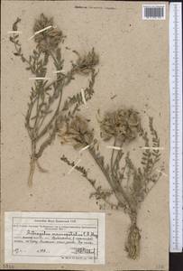 Astragalus macropetalus Schrenk, Middle Asia, Muyunkumy, Balkhash & Betpak-Dala (M9) (Kazakhstan)