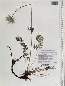 Pulsatilla ambigua (Turcz. ex Hayek) Zämelis & Paegle, Siberia, Altai & Sayany Mountains (S2) (Russia)