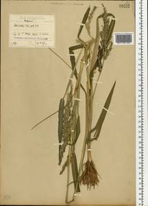 Echinochloa crus-galli (L.) P.Beauv., Eastern Europe, North-Western region (E2) (Russia)