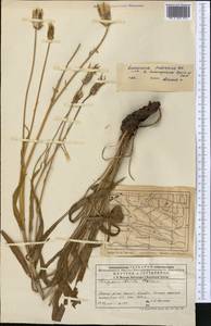 Pseudopodospermum pubescens (DC.) Zaika, Sukhor. & N. Kilian, Middle Asia, Western Tian Shan & Karatau (M3) (Kyrgyzstan)