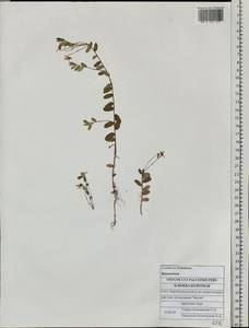 Vaccinium oxycoccos L., Siberia, Russian Far East (S6) (Russia)