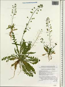 Capsella bursa-pastoris (L.) Medik., South Asia, South Asia (Asia outside ex-Soviet states and Mongolia) (ASIA) (Israel)