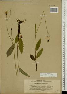 Hieracium lachenalii subsp. deductum (Sudre) Greuter, Eastern Europe, North-Western region (E2) (Russia)