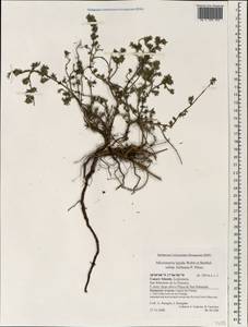 Micromeria lepida subsp. bolleana P.Perez, Africa (AFR) (Spain)