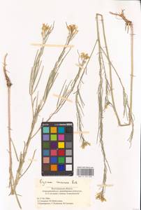 Erysimum diffusum Ehrh., Eastern Europe, Lower Volga region (E9) (Russia)