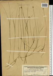 Carex chordorrhiza L.f., Eastern Europe, Volga-Kama region (E7) (Russia)