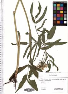 Sium latifolium L., Eastern Europe, Eastern region (E10) (Russia)