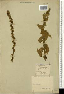 Verbascum sinuatum L., Crimea (KRYM) (Russia)