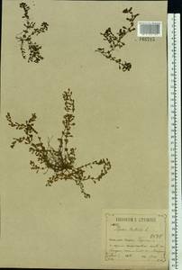 Lythrum portula (L.) D. A. Webb, Eastern Europe, Central forest-and-steppe region (E6) (Russia)