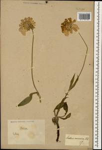Lomelosia caucasica (M. Bieb.) Greuter & Burdet, Caucasus (no precise locality) (K0)