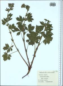 Potentilla intermedia L., Eastern Europe, Central region (E4) (Russia)