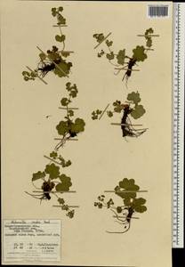 Alchemilla szaferi Pawl., Eastern Europe, West Ukrainian region (E13) (Ukraine)