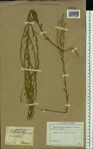 Thymelaea passerina (L.) Coss. & Germ., Eastern Europe, South Ukrainian region (E12) (Ukraine)