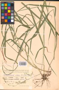 Arrhenatherum elatius (L.) P.Beauv. ex J.Presl & C.Presl., Eastern Europe, Moscow region (E4a) (Russia)