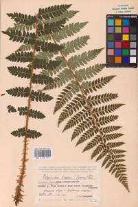 Polystichum braunii (Spenn.) Fée, Eastern Europe, Central region (E4) (Russia)