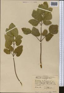 Mediasia macrophylla (Regel & Schmalh.) Pimenov, Middle Asia, Western Tian Shan & Karatau (M3) (Uzbekistan)
