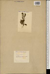Lycopsis arvensis subsp. orientalis (L.) Kusn., Caucasus, Azerbaijan (K6) (Azerbaijan)