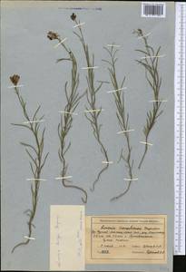 Linaria bungei Kuprian., Middle Asia, Northern & Central Tian Shan (M4) (Kyrgyzstan)