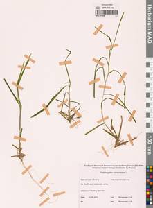 Potamogeton compressus L., Siberia, Chukotka & Kamchatka (S7) (Russia)