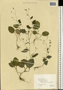 Lapsana communis, Eastern Europe, North-Western region (E2) (Russia)