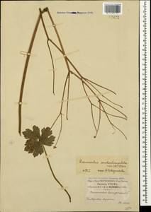 Ranunculus constantinopolitanus (DC.) d'Urv., Crimea (KRYM) (Russia)