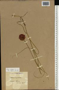 Allium rotundum L., Eastern Europe, North Ukrainian region (E11) (Ukraine)