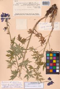 Delphinium, Siberia, Yakutia (S5) (Russia)