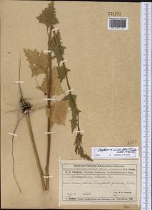 Oxybasis micrantha (Trautv.) Sukhor. & Uotila, Middle Asia, Muyunkumy, Balkhash & Betpak-Dala (M9) (Kazakhstan)