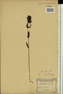 Rhinanthus serotinus var. vernalis (N. W. Zinger) Janch., Eastern Europe, South Ukrainian region (E12) (Ukraine)