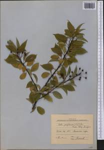 Prunus pensylvanica L. fil., America (AMER) (Russia)