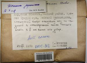 MW 9 035 104, Dicranum japonicum Mitt., Bryophytes, Bryophytes - Russian Far East (excl. Chukotka & Kamchatka) (B20) (Russia)