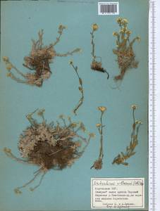 Eritrichium villosum (Ledeb.) Bunge, Middle Asia, Northern & Central Tian Shan (M4) (Kyrgyzstan)