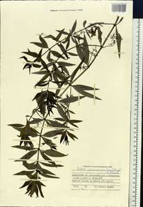 Rubia jesoensis (Miq.) Miyabe & Kudo, Siberia, Russian Far East (S6) (Russia)