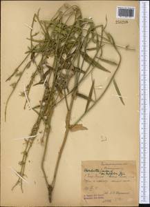 Chondrilla latifolia M. Bieb., Middle Asia, Western Tian Shan & Karatau (M3) (Kyrgyzstan)