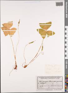 Oxalis obtriangulata Maxim., Siberia, Russian Far East (S6) (Russia)