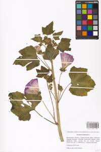 Malva trimestris (L.) Salisb., Eastern Europe, Moscow region (E4a) (Russia)